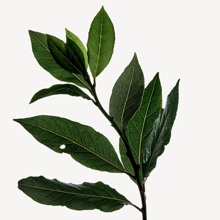 برگ بو | Bay Leaf