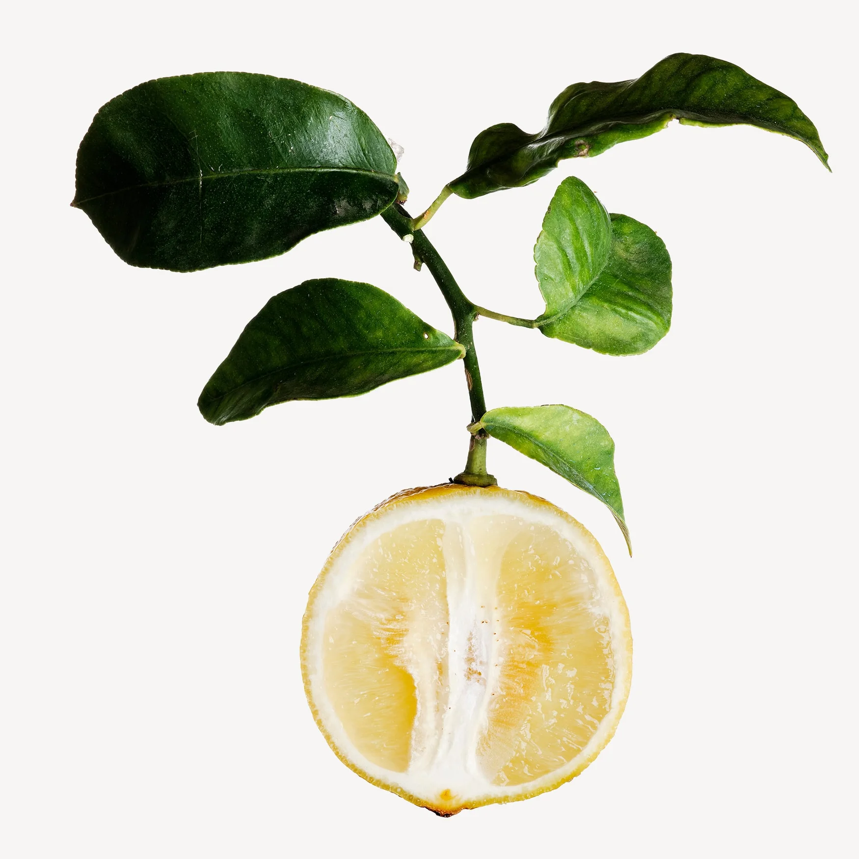 ترنج | Bergamot