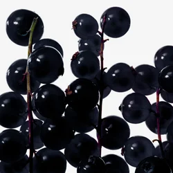 انگور فرنگی سیاه | Blackcurrant