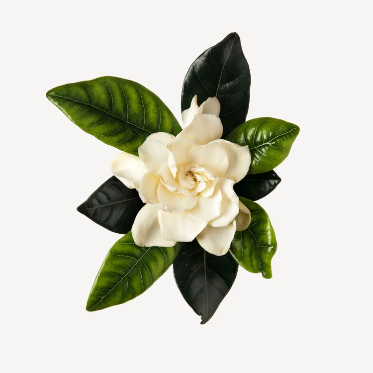 گاردنیا | Gardenia