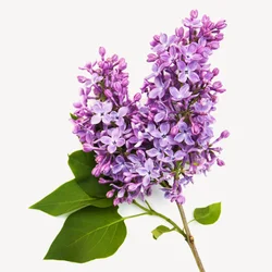 یاس بنفش | Lilac