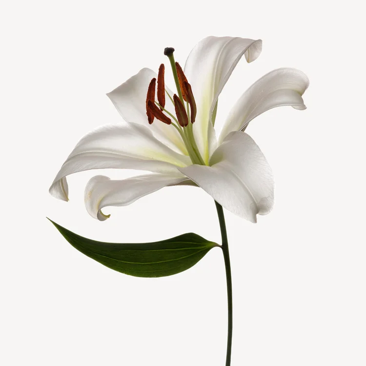 گل سوسن | Lily