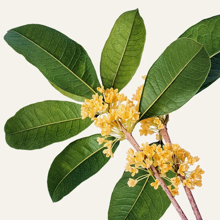 اسمانتوس | Osmanthus