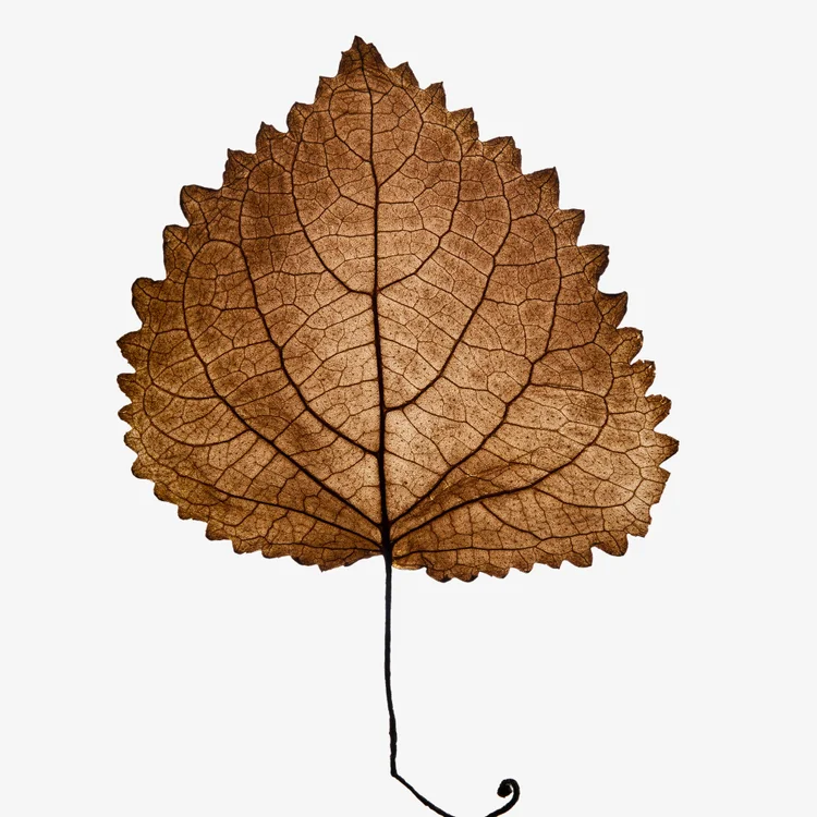 پچولی (نعنا هندی) | Patchouli