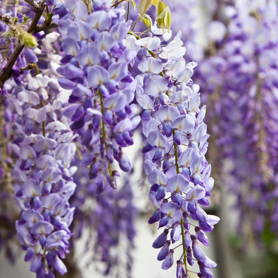گل ویستریا | Wisteria
