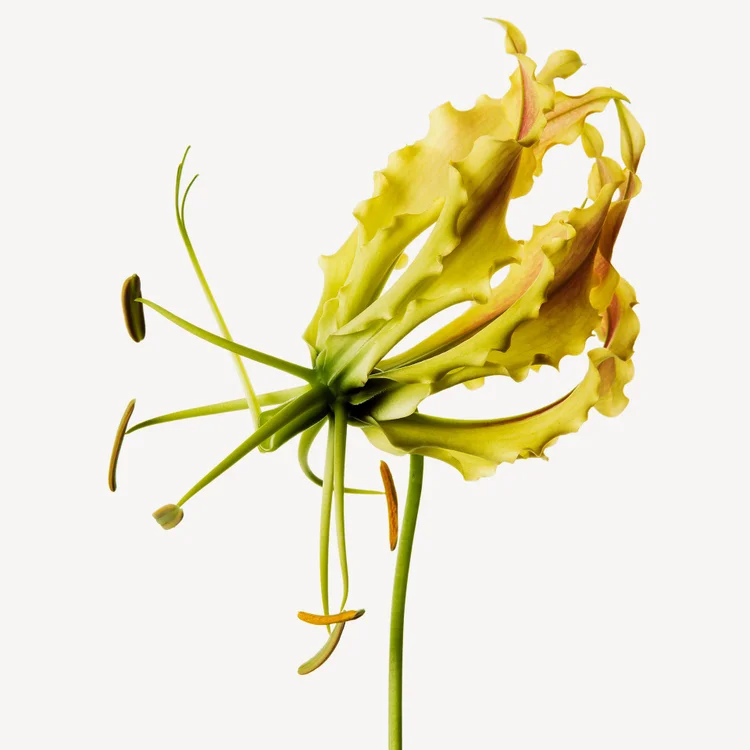 یلانگ یلانگ | Ylang-ylang