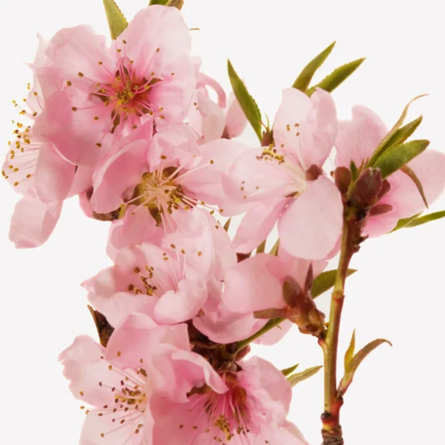 شکوفه هلو | Peach Blossom