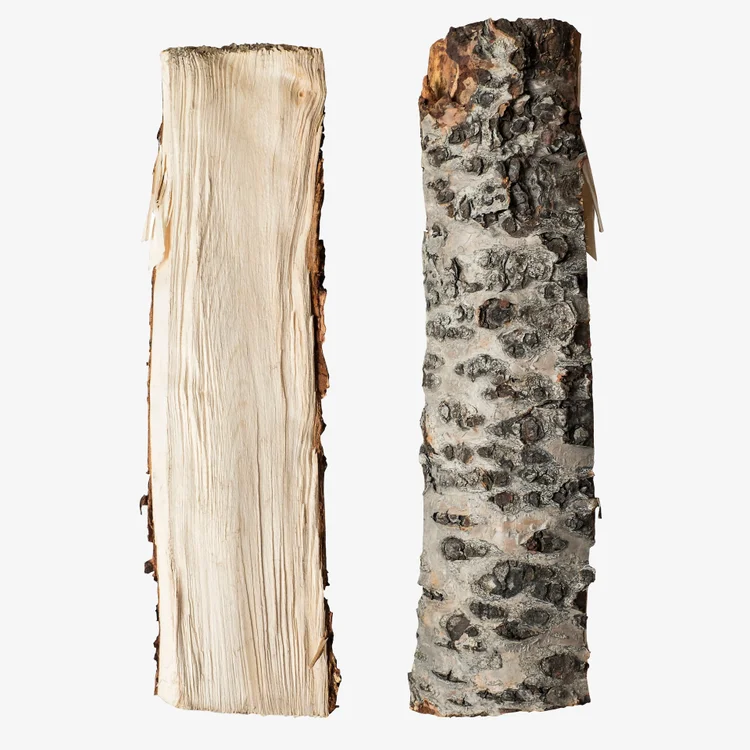 چوب درخت توس | Birch Wood