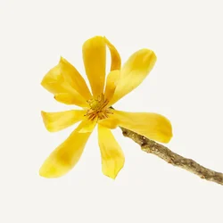 گل چامپاک | Champaca