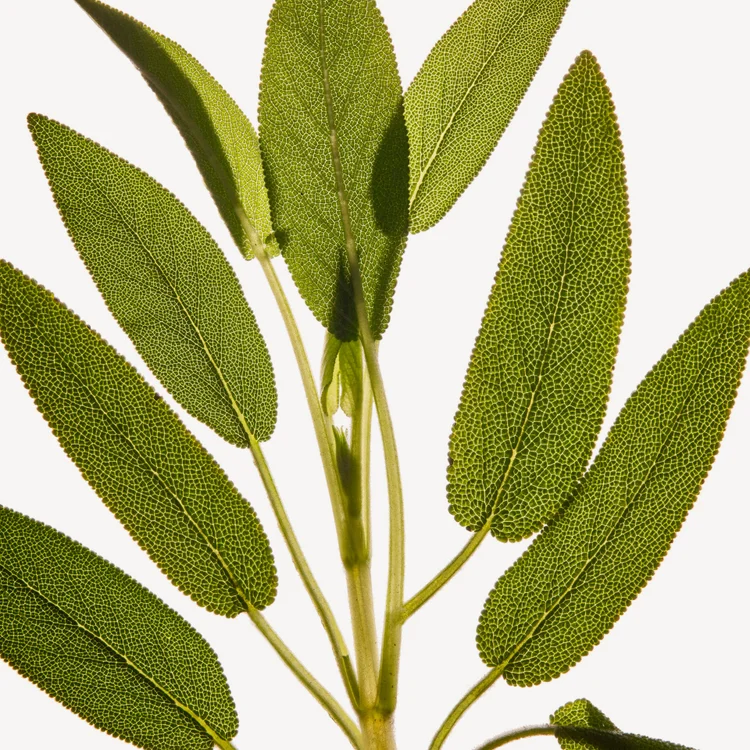 مریم‌گلی کبیر یا مریم‌گلی شیشه‌ای | Clary Sage