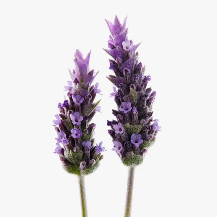 اسطوخودوس | Lavender