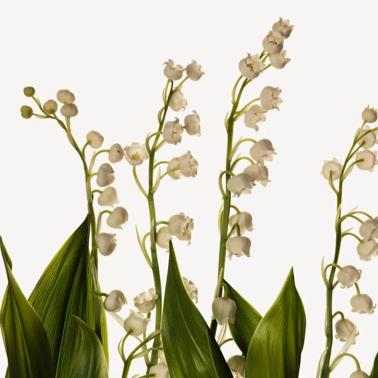 گل موگه | Lily of the Valley
