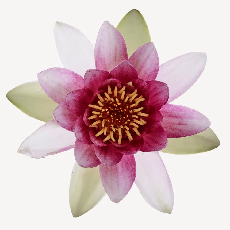 نیلوفر آبی | Lotus / Water Lily