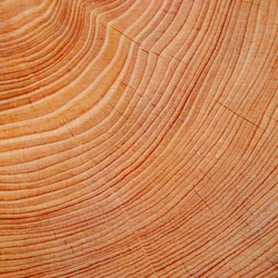 چوب ماهون | Mahogany Wood