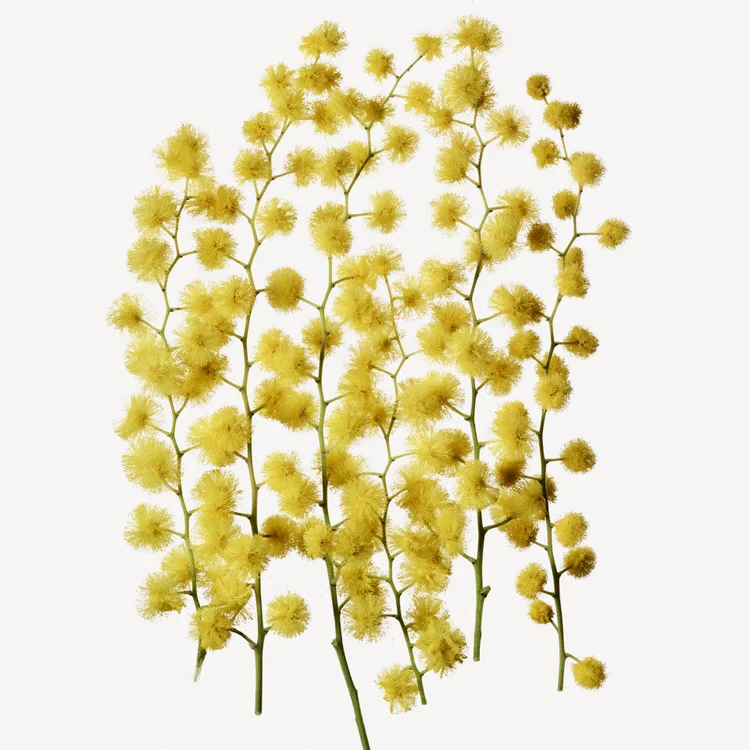 میموزا | Mimosa