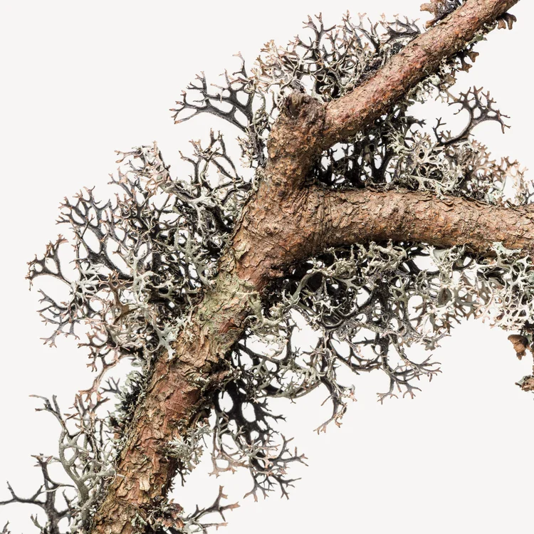 خزه بلوط | Oakmoss