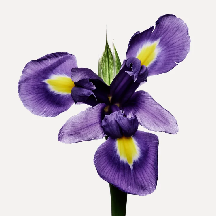 زنبق | Iris/Orris