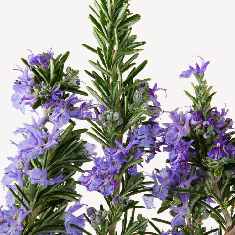 رزماری | Rosemary