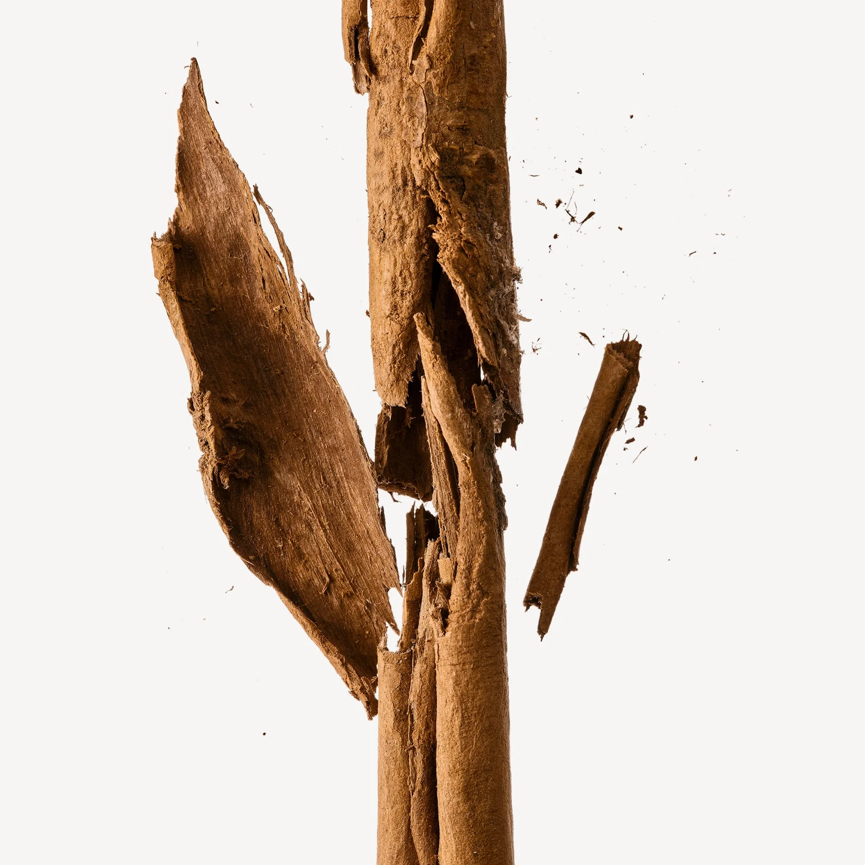 دارچین | Cinnamon