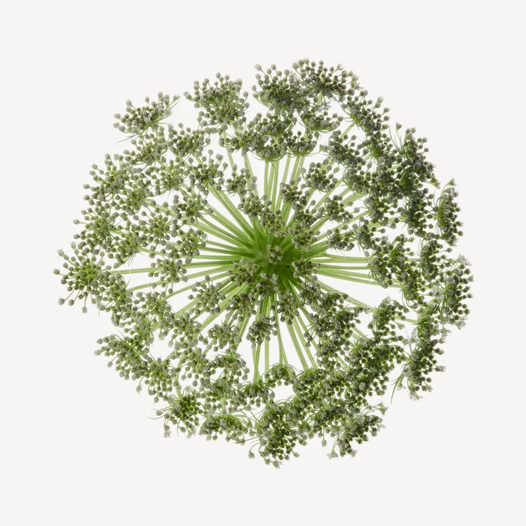 گالبانوم | Galbanum