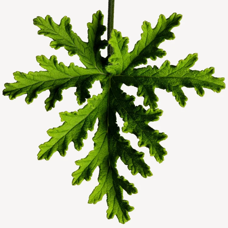 شمعدانی | Geranium