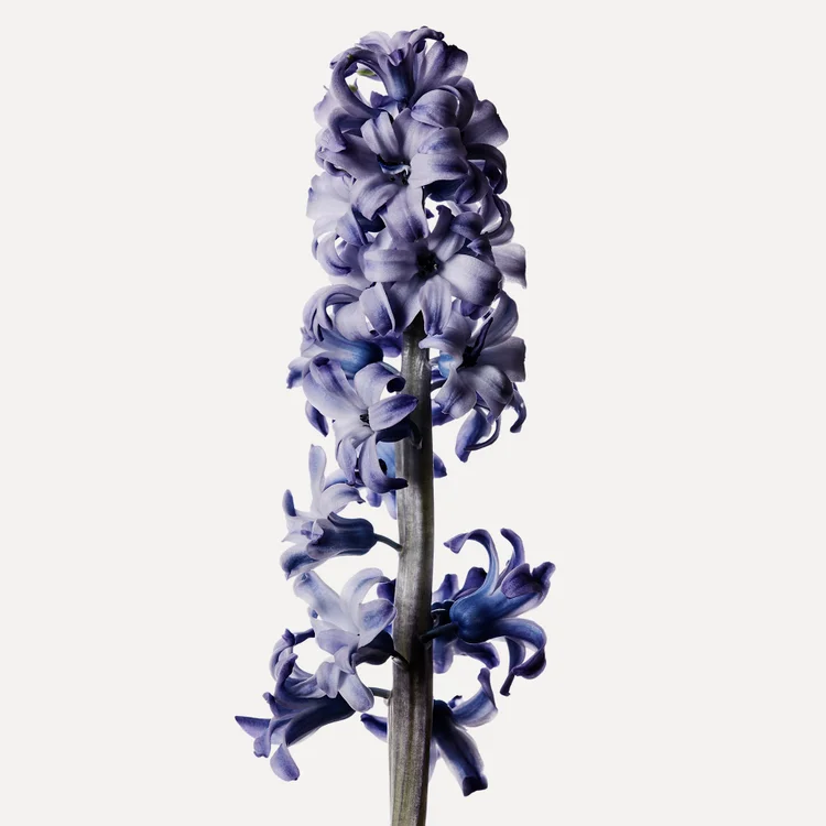 سنبل | Hyacinth
