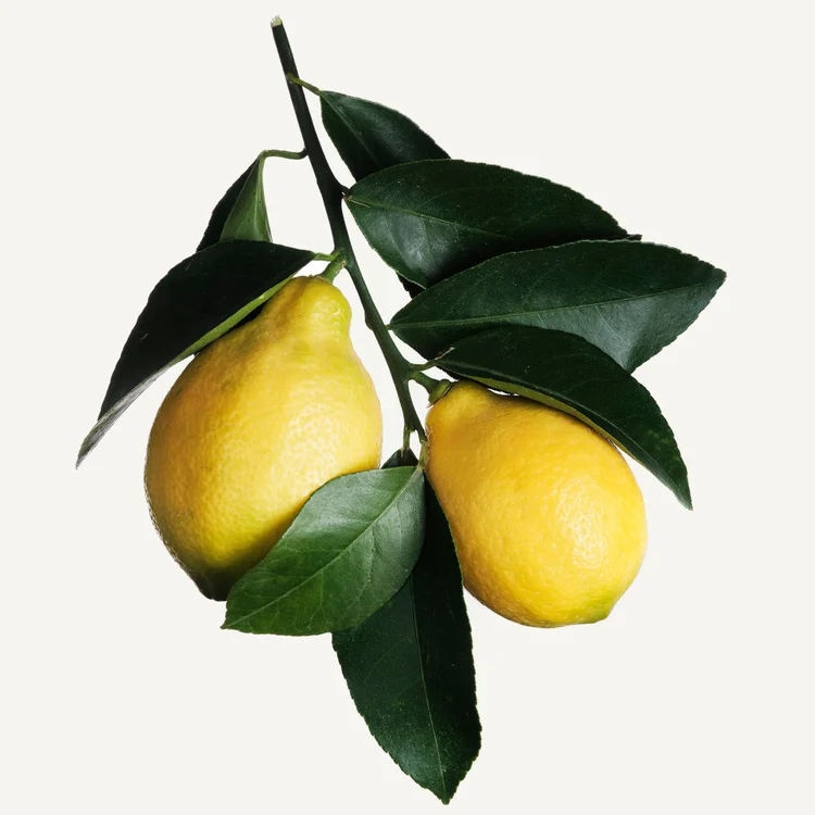 لیمو | Lemon