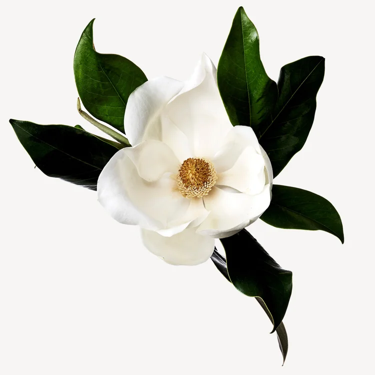 ماگنولیا | Magnolia