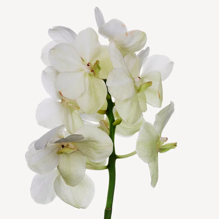 ارکیده | Orchid