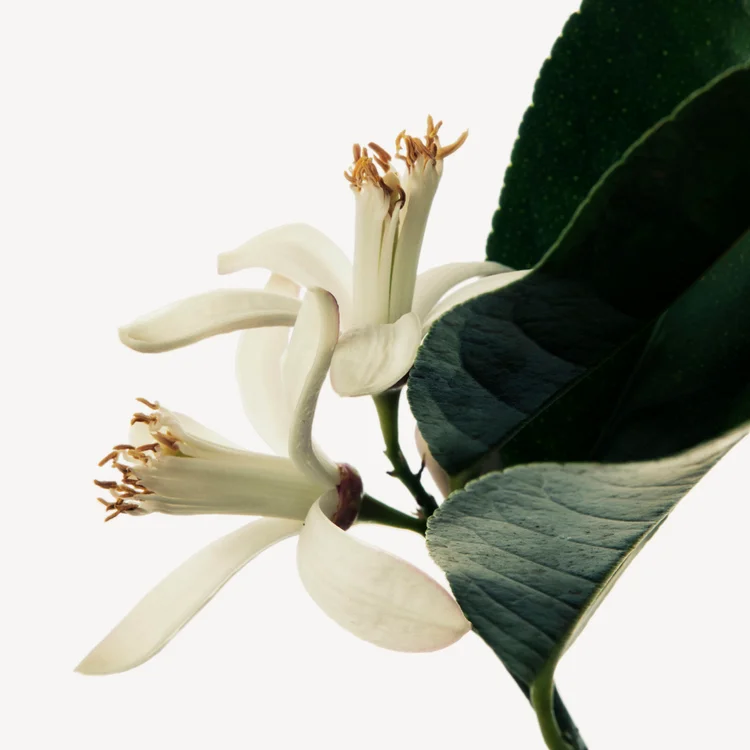 برگ درخت نارنج | Petitgrain