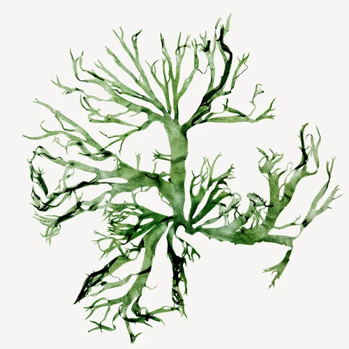 جلبک دریایی | Seaweed