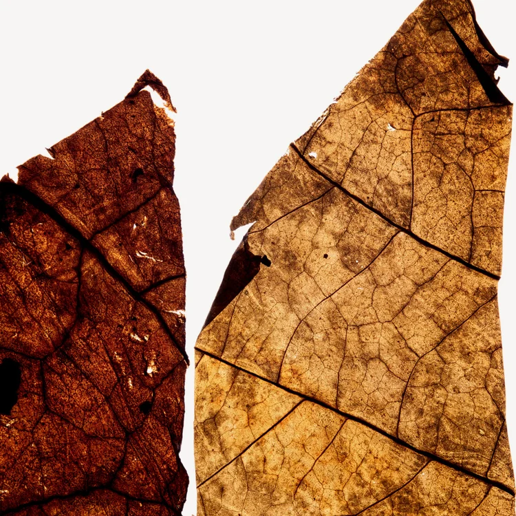 برگ توتون | Tobacco Leaf